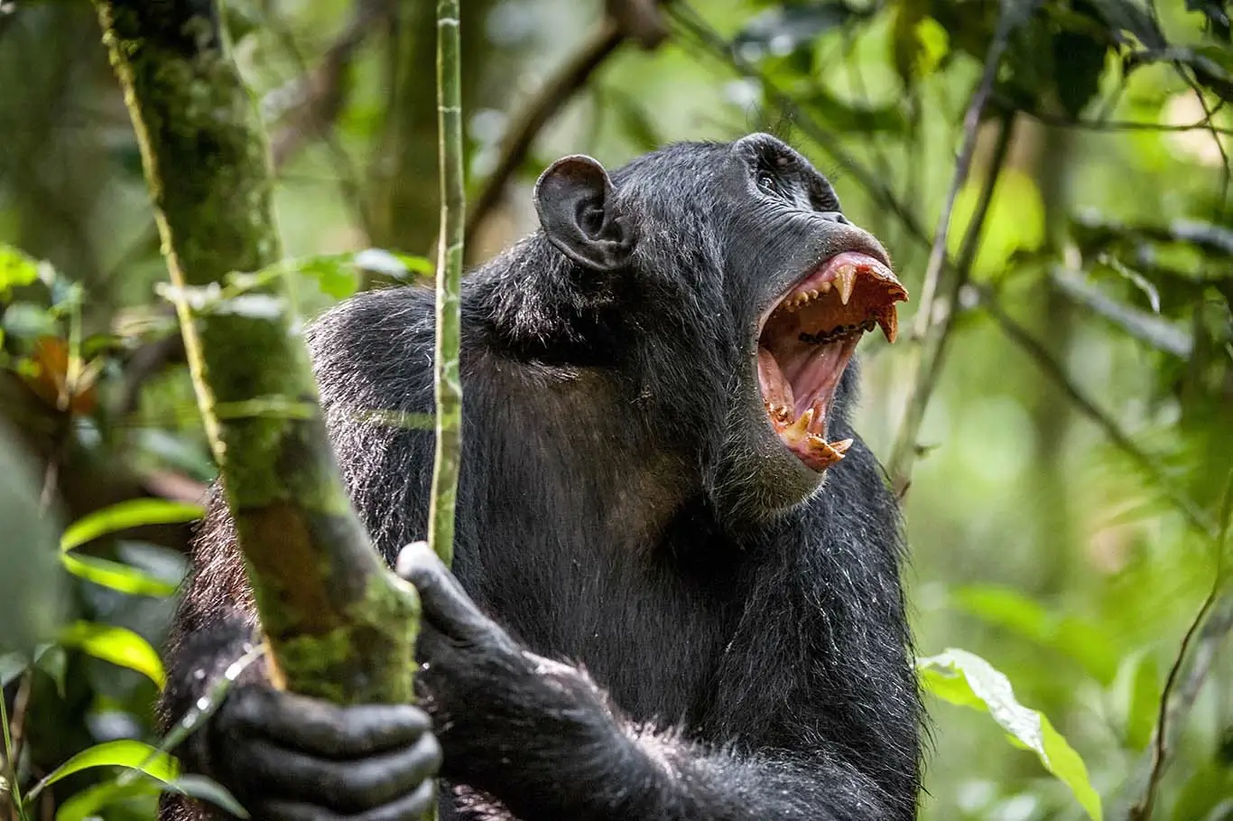 chimpanzee yawning